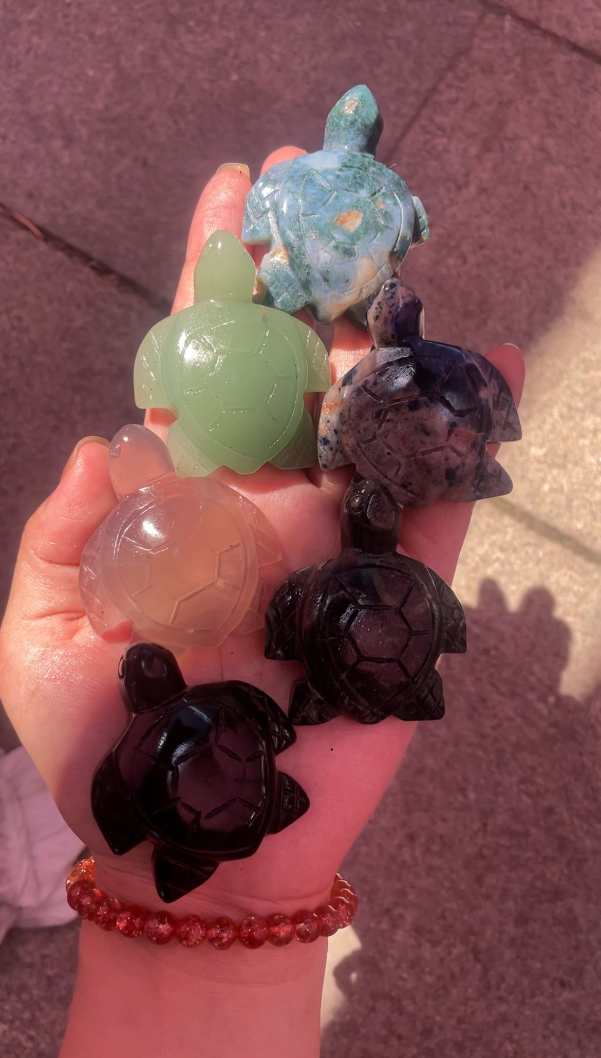 turtle