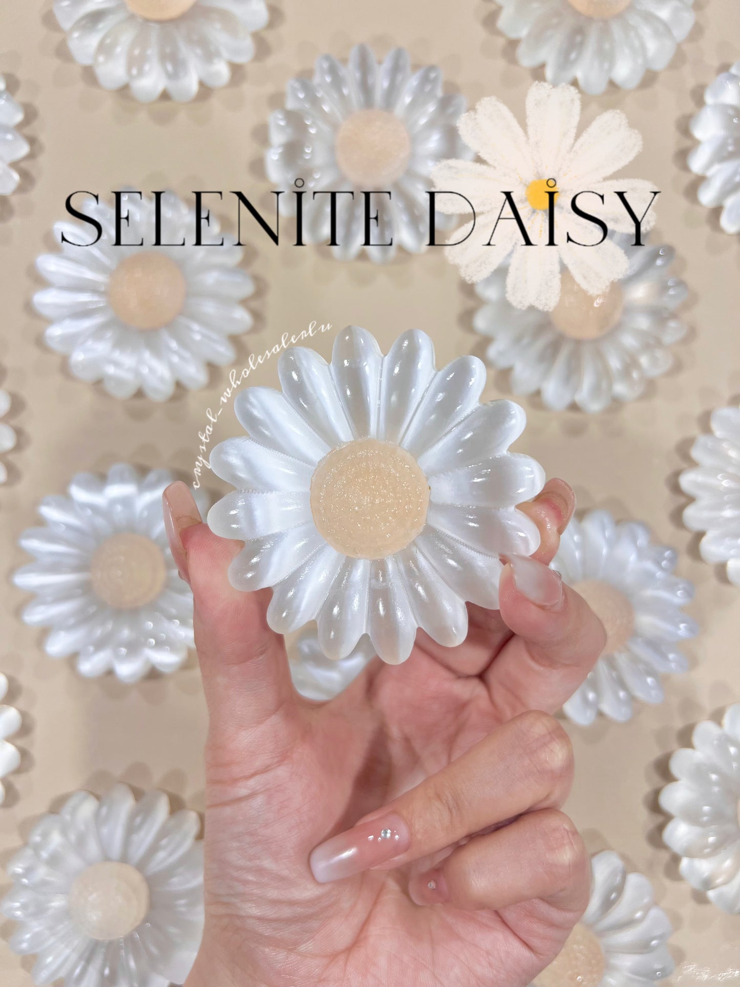Selenite daisy