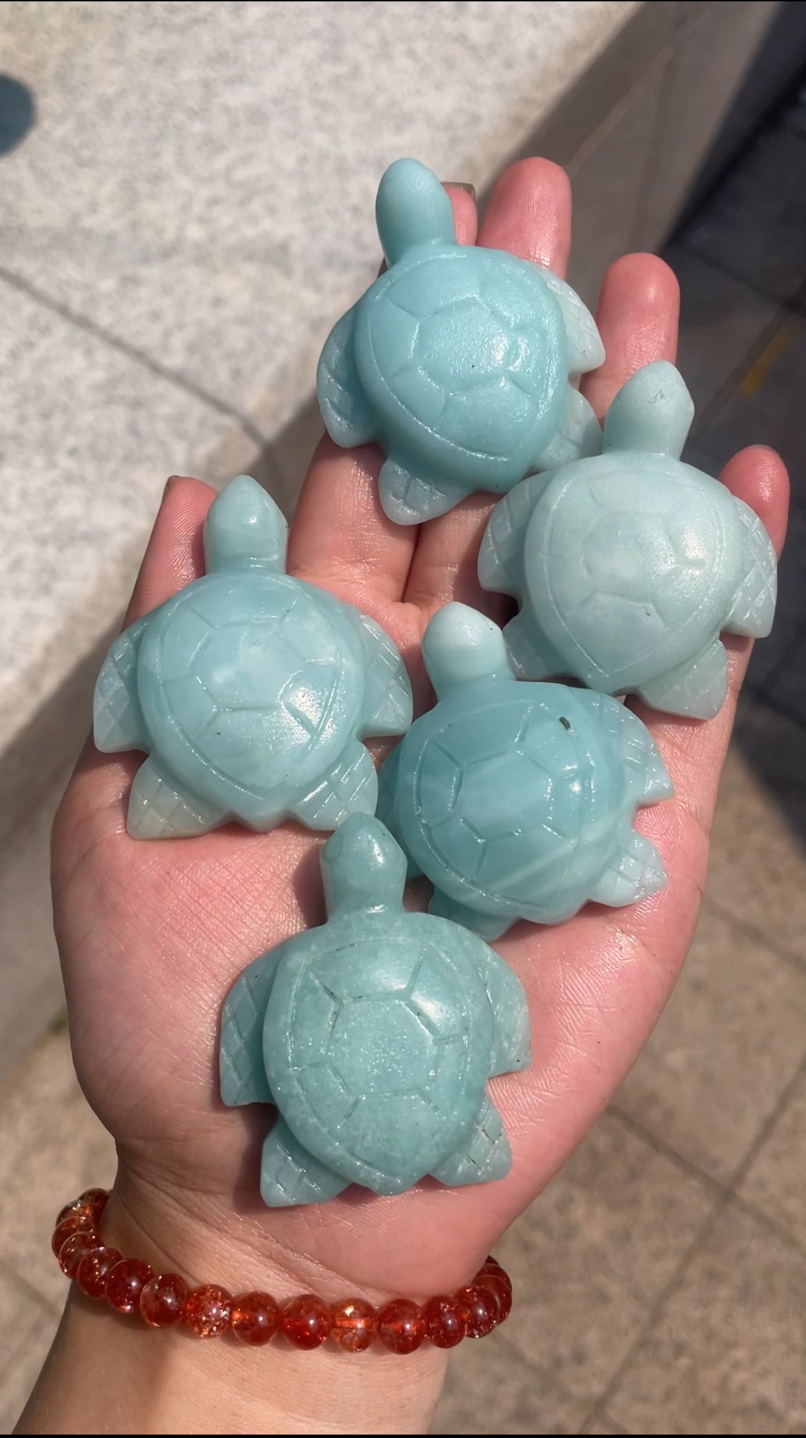 turtle
