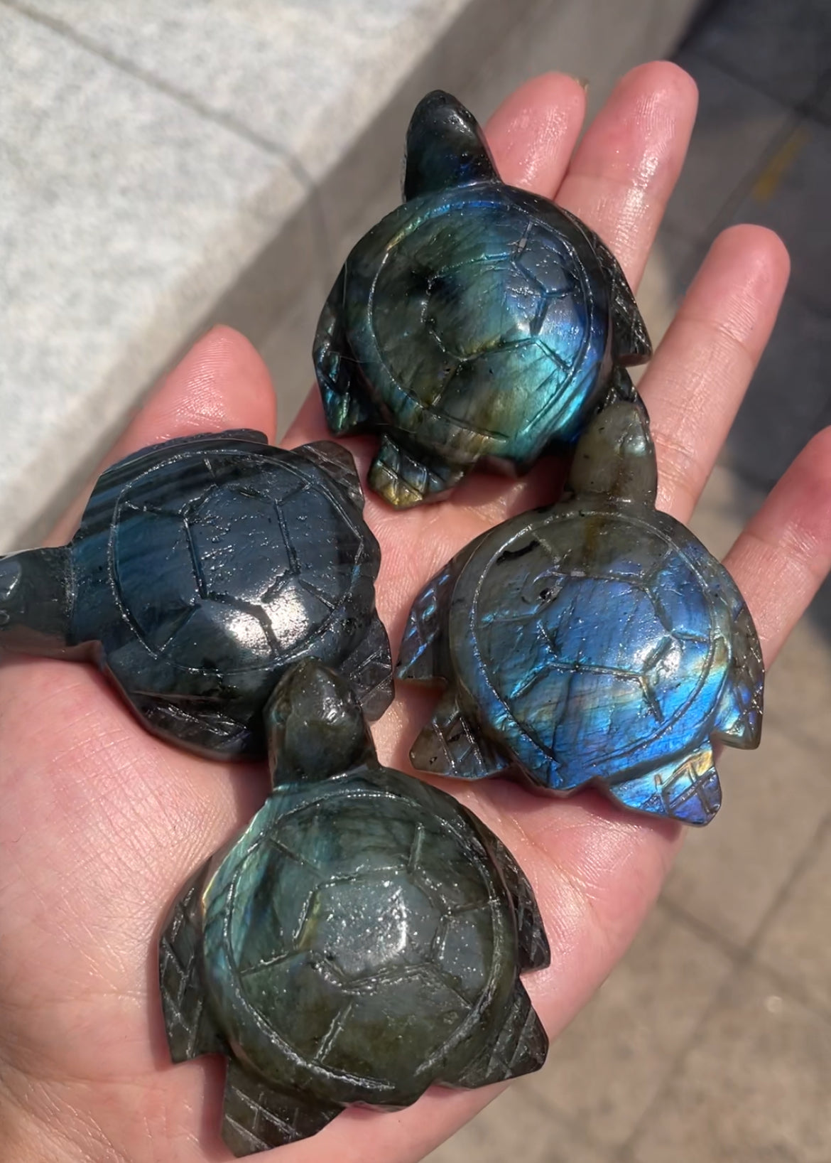 turtle
