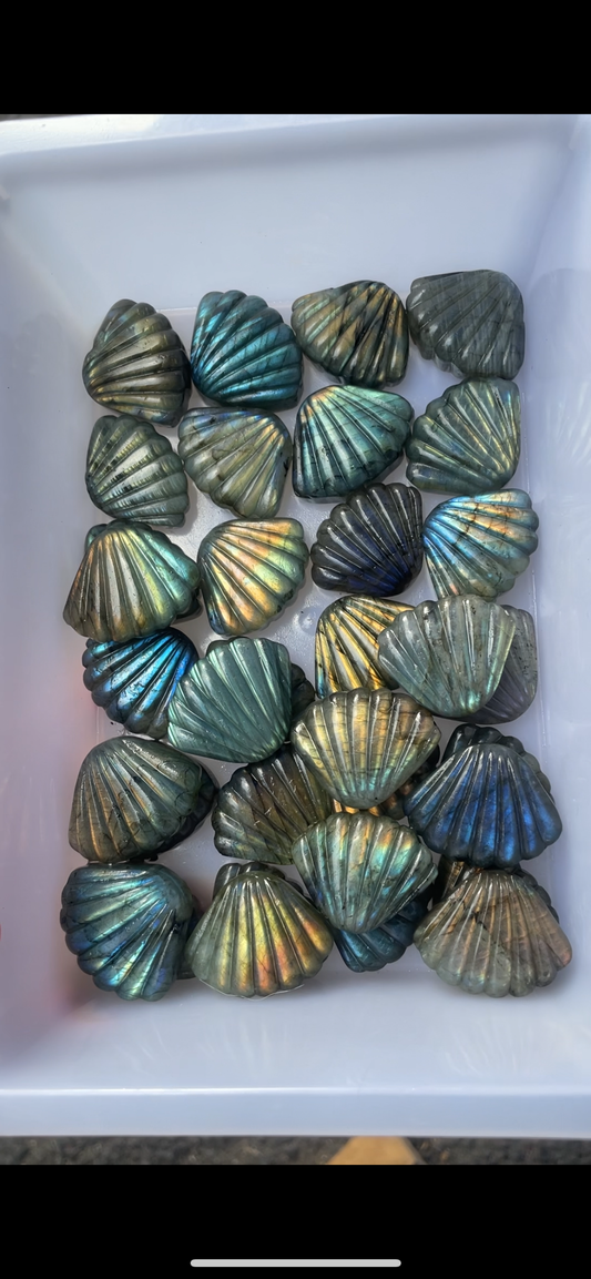 Labradorite shell